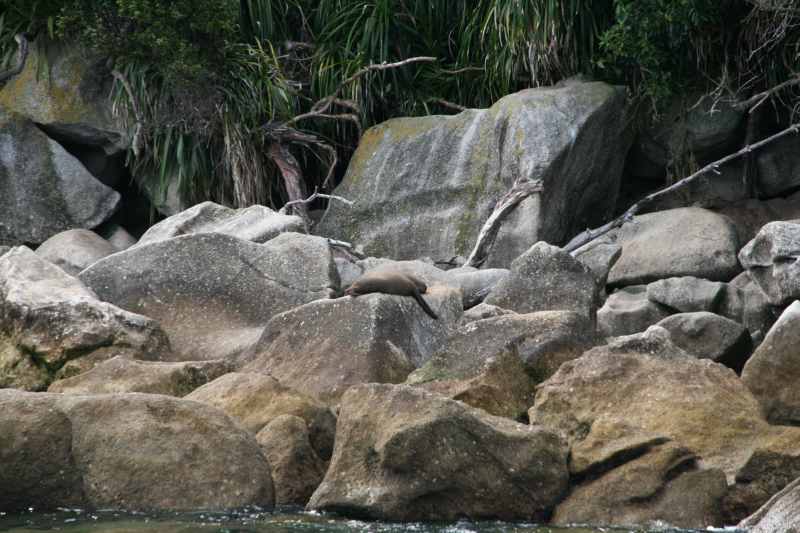 Nieuw-Zeeland 2011 - 0997